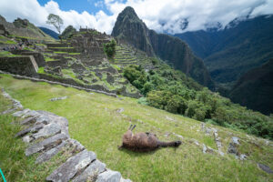 Machu Picchu alpaca