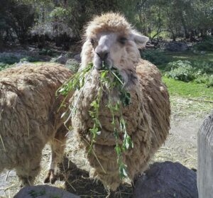 Capra Bolivia